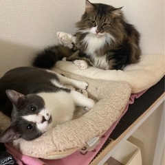 ノルウェージャンの男の子 − 福岡県