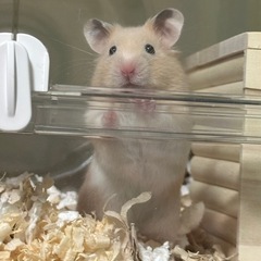 グラスハーモニー600 - 伊勢崎市