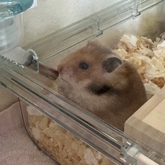 グラスハーモニー600 − 群馬県