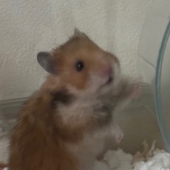 グラスハーモニー600 - 買いたい/ください