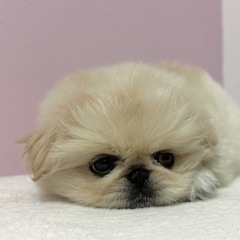 ペキニーズのおもちくん