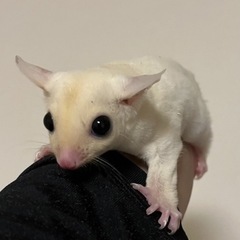【販売】フクロモモンガ　　ご予約済