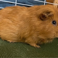 モルモット　2匹一緒に育ててくれる里親さん