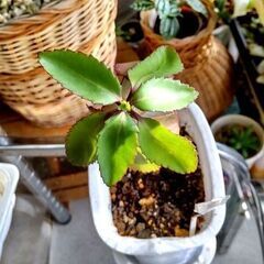 <<サマーセール>>【多肉植物】カランコエ『マザーリーフ』若苗Type-A（MRA-100））の画像