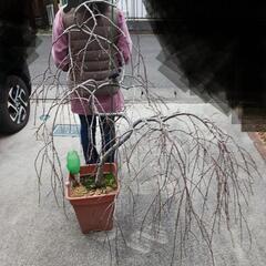 花桃　約150～160cmの画像