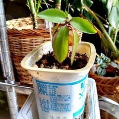 <<母の日月間>>【多肉植物】カランコエ『マザーリーフ』若苗Ty...