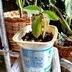 ランキングキーワードに紐づく投稿画像-多肉植物