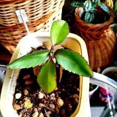 <<サマーセール>>【多肉植物】カランコエ『マザーリーフ』若苗Type-B（MRB-100）の画像