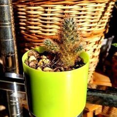【多肉植物】マミラニア属『黄金司(コガネツカサ)』（KGT-300）
