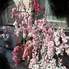 花桃　約150～160cmの画像