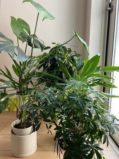 【3万2千円相当】オザキフラワーパーク観葉植物10種類/KINTO鉢5種類/セット