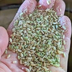 くず米安く売ってくれる方探してます!