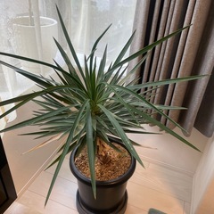 観葉植物