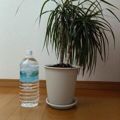 観葉植物　ドラセナコンシンネ