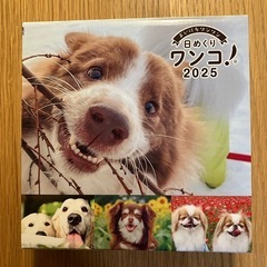 【新品未開封】日めくり ワンコ！2025 カレンダー
