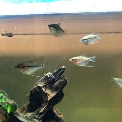 パールグラミー稚魚　差し上げます。熱帯魚（淡水魚）引き取り限定の画像
