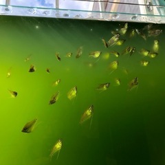 パールグラミー稚魚　差し上げます。熱帯魚（淡水魚）引き取り限定の画像