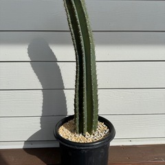 柱サボテン 鉢植え 1本