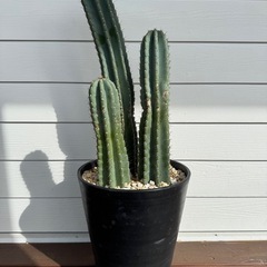 柱サボテン 鉢植え 3本