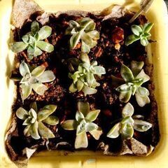 <<スプリングフェア>>【多肉植物】グラプトペタルム属『おぼろ月...
