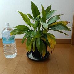 観葉植物　スパティフィラム