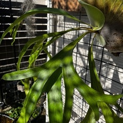 ビカクシダ　マウントルイス　親株の画像