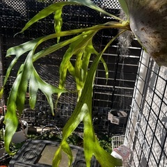 ビカクシダ　マウントルイス　親株の画像