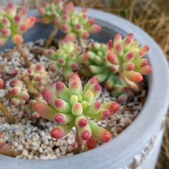 ★多肉植物・乙女心★カット苗5本　多肉植物　その場で選んでいただきますの画像