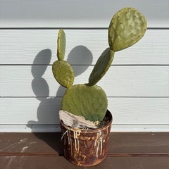 ウチワサボテン 鉢植え 