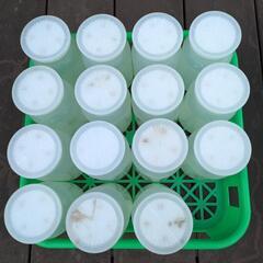 【お話中】菌糸ボトル１本