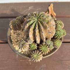 プチドライガーデン 鉢植え インテリアの画像