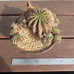 プチドライガーデン 鉢植え インテリアの画像