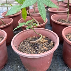 パキラ　観葉植物
