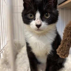 白黒(黒トラ)　子猫