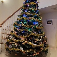 高さ３mのクリスマスツリー（飾りなし）あげます