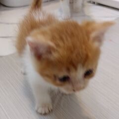 生後1か月半　茶白女の子里親さん募集します🐈（お話し中）