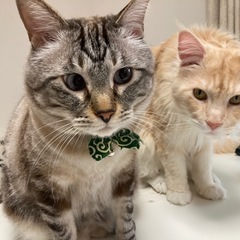 シャムMIXの保護猫 − 福岡県