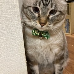 シャムMIXの保護猫 - 久留米市
