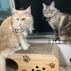 シャムMIXの保護猫 - 里親募集
