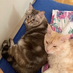 シャムMIXの保護猫 - 猫