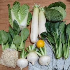 今年のラストお野菜８点