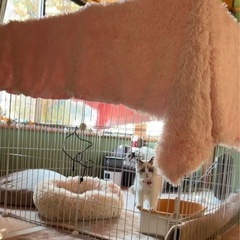 組立簡単★仔猫.子犬★ペット用ゲージ【ほぼ未使用】の画像
