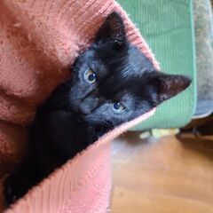 　生後２週齢から育てた保護子猫(現在3月齢)。ブリティッシュショートヘアー系雑種　黒毛の男の子 - 水戸市