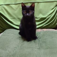 　生後２週齢から育てた保護子猫(現在3月齢)。ブリティッシュショートヘアー系雑種　黒毛の男の子 - 猫