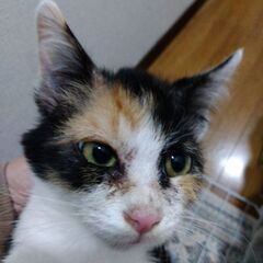 可愛いミケちゃん