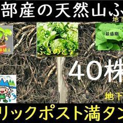 黒部産・天然野生・蕗・フキ・ふきのとう・丈夫な地下茎・40株・蕗...