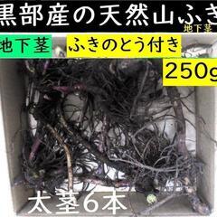 すぐにお渡しできます♪黒部産・天然野生・蕗・フキ・ふきのとう付き...
