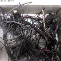 すぐにお渡しできます♪黒部産・天然野生・蕗・フキ・ふきのとう付き・丈夫な最強地下茎・6株250g強の苗の画像