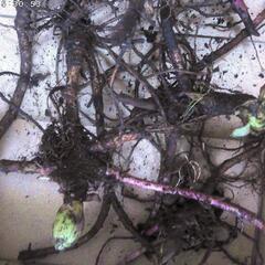 すぐにお渡しできます♪黒部産・天然野生・蕗・フキ・ふきのとう付き・丈夫な最強地下茎・6株250g強の苗の画像