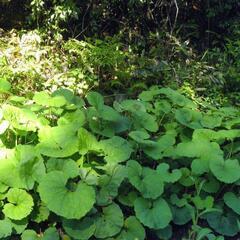 すぐにお渡しできます♪黒部産・天然野生・蕗・フキ・ふきのとう付き・丈夫な最強地下茎・6株250g強の苗の画像